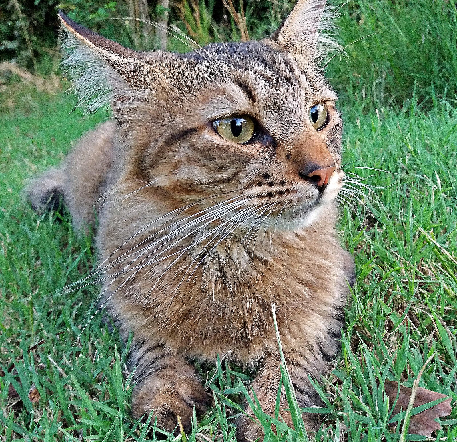 Mascotas y Medicamentos
