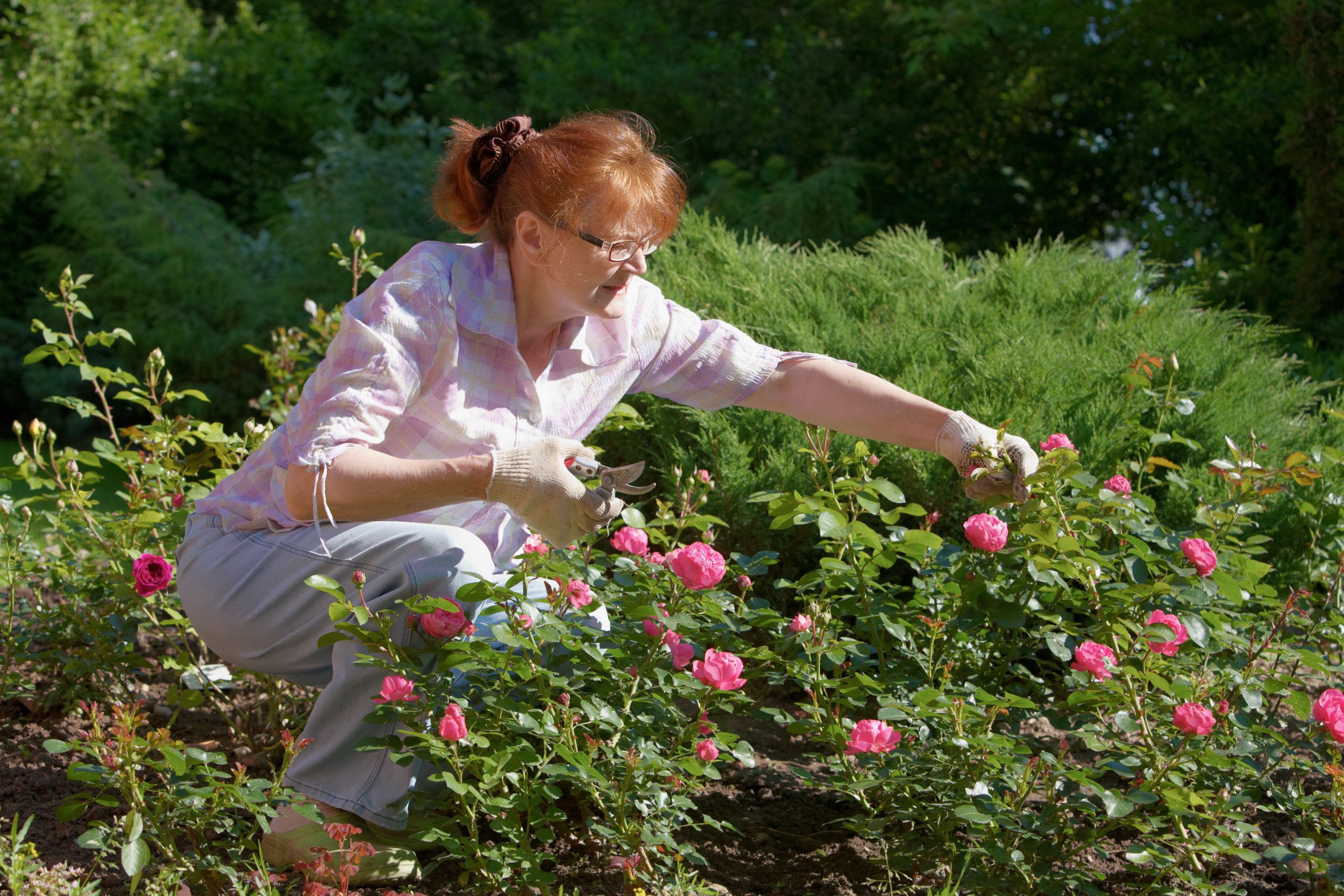 Mature woman pruning rose bush
