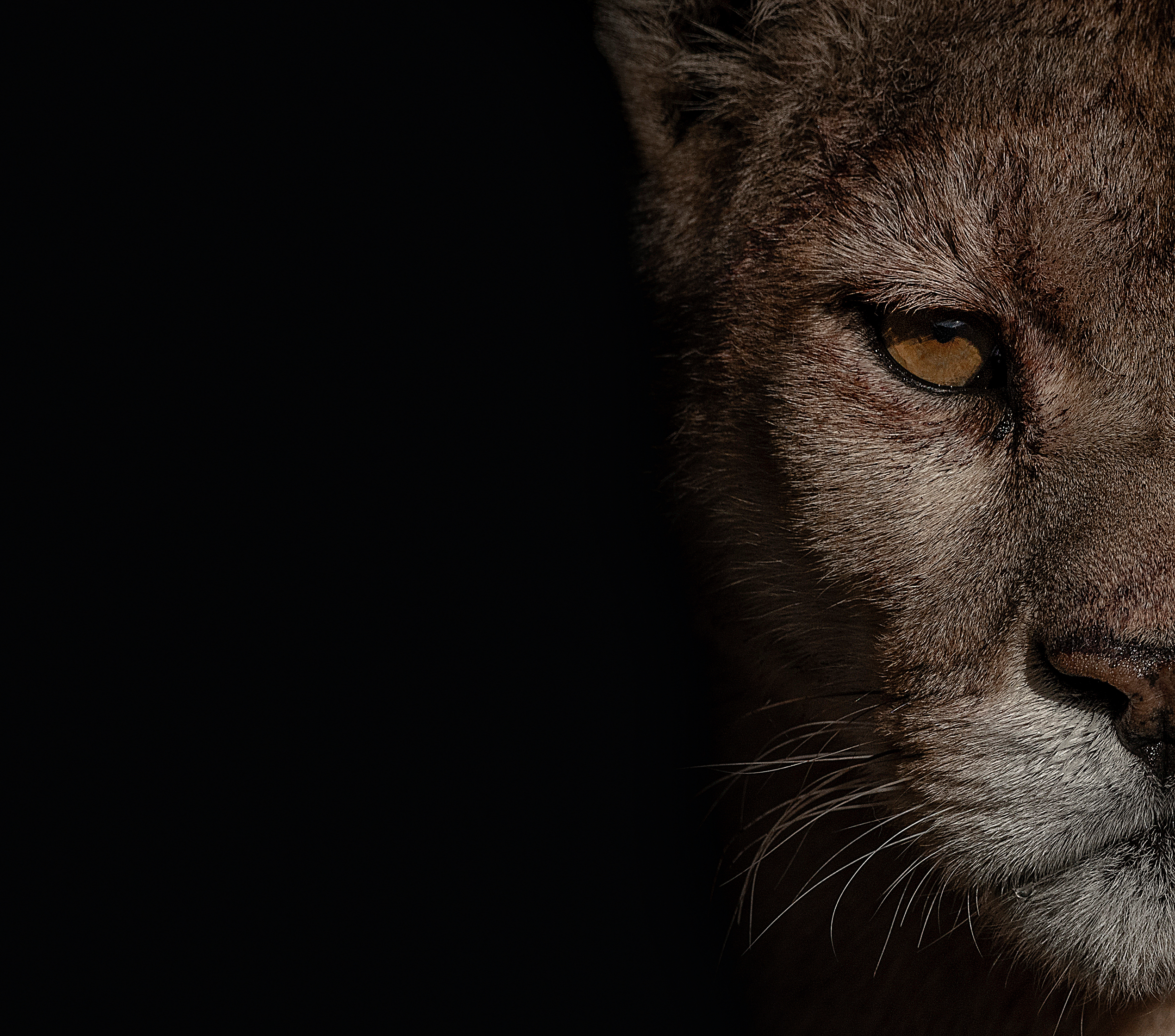 La inigualable aventura de fotografiar pumas en la Patagonia