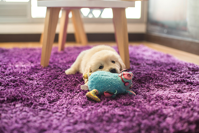 A closeup shot of an adorable small golden retriever pup lying on a purple carpet with a blue toy
